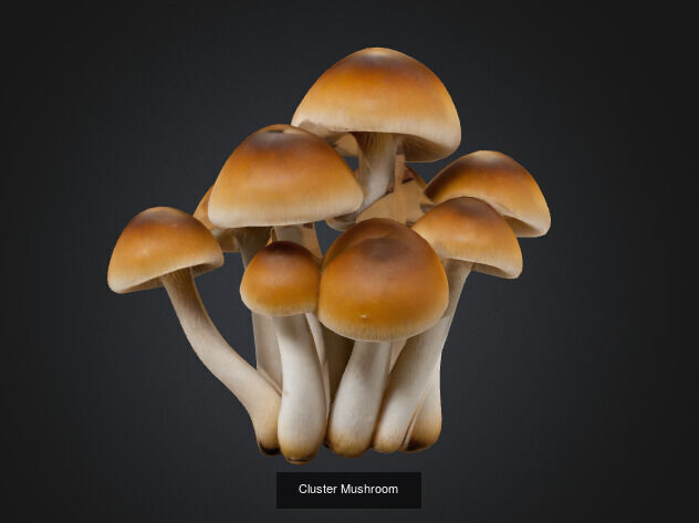 Mushroom 3D Model Collection_8