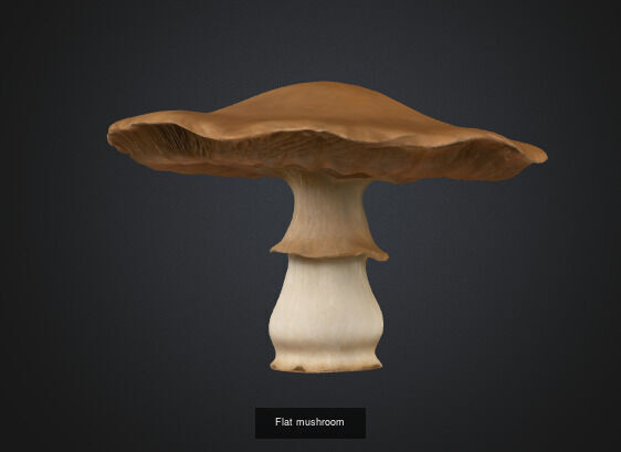 Mushroom 3D Model Collection_6