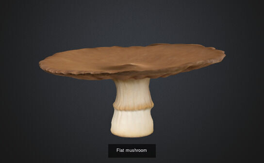 Mushroom 3D Model Collection_5