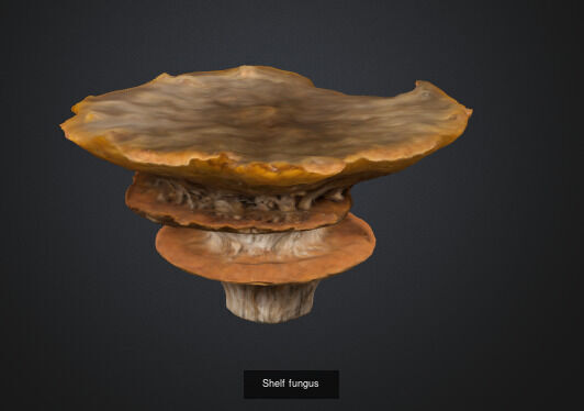 Mushroom 3D Model Collection_9