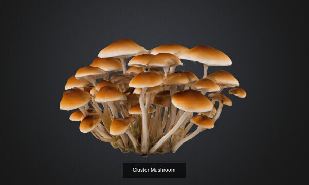 Mushroom 3D Model Collection_7
