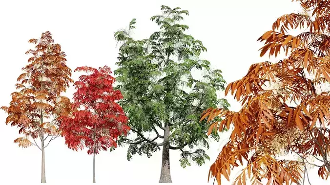Sourwood or Sorrel Tree Small species Low-poly 3D model