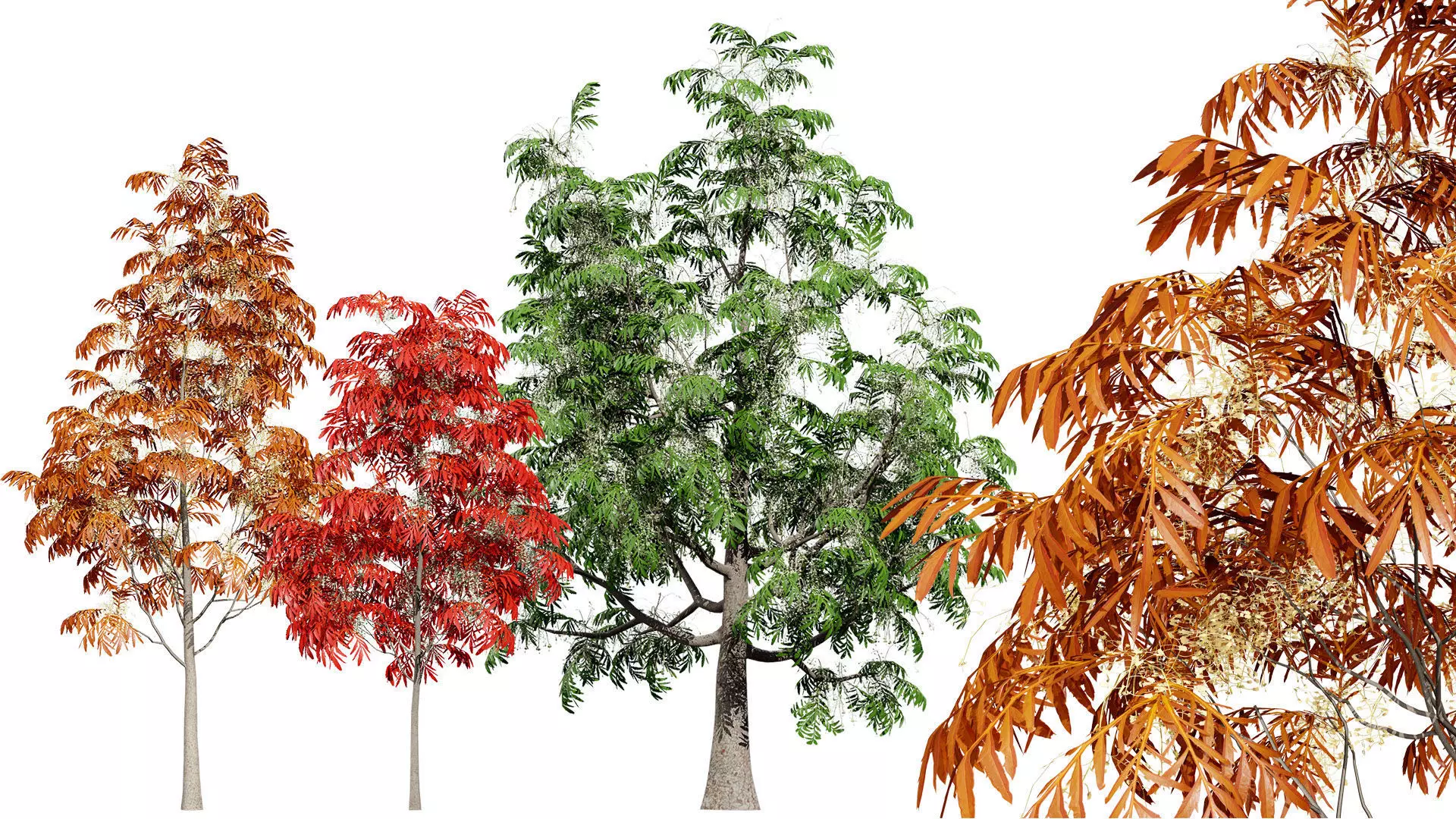 Sourwood or Sorrel Tree Small species Low-poly 3D model