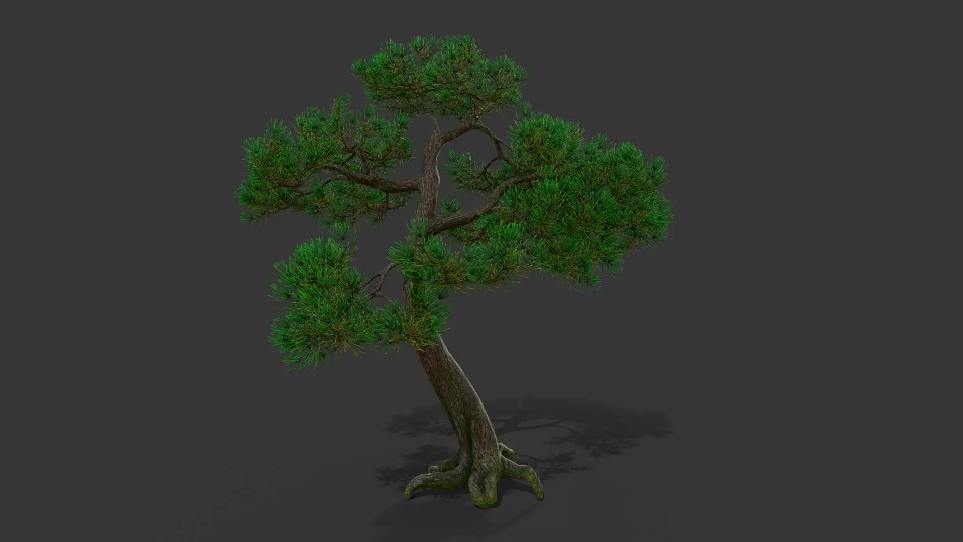 pine tree 3D model_0
