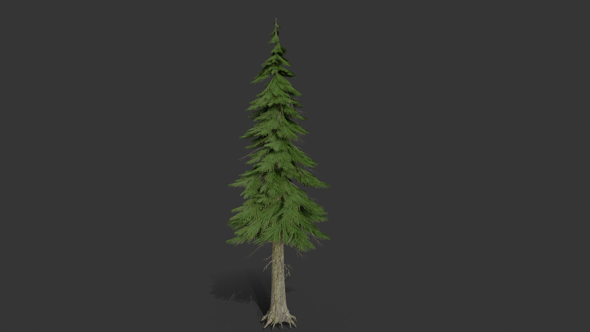 pine tree conifer 3D model_2
