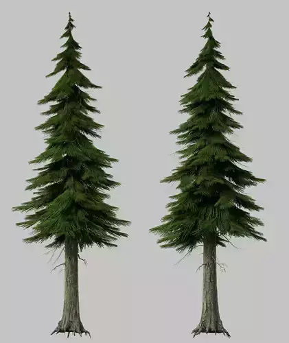 pine tree conifer
