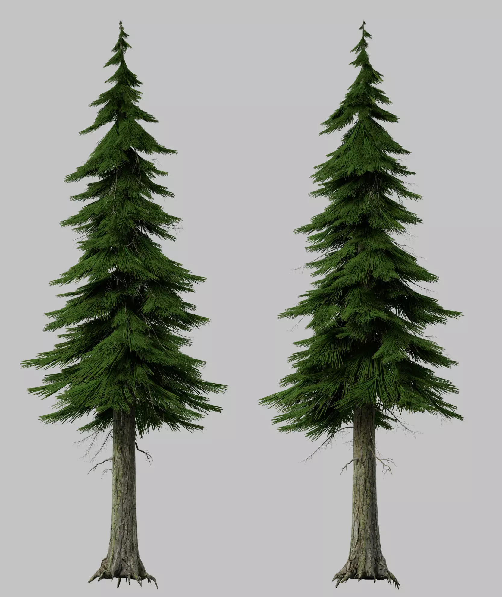 pine tree conifer 3D model_0