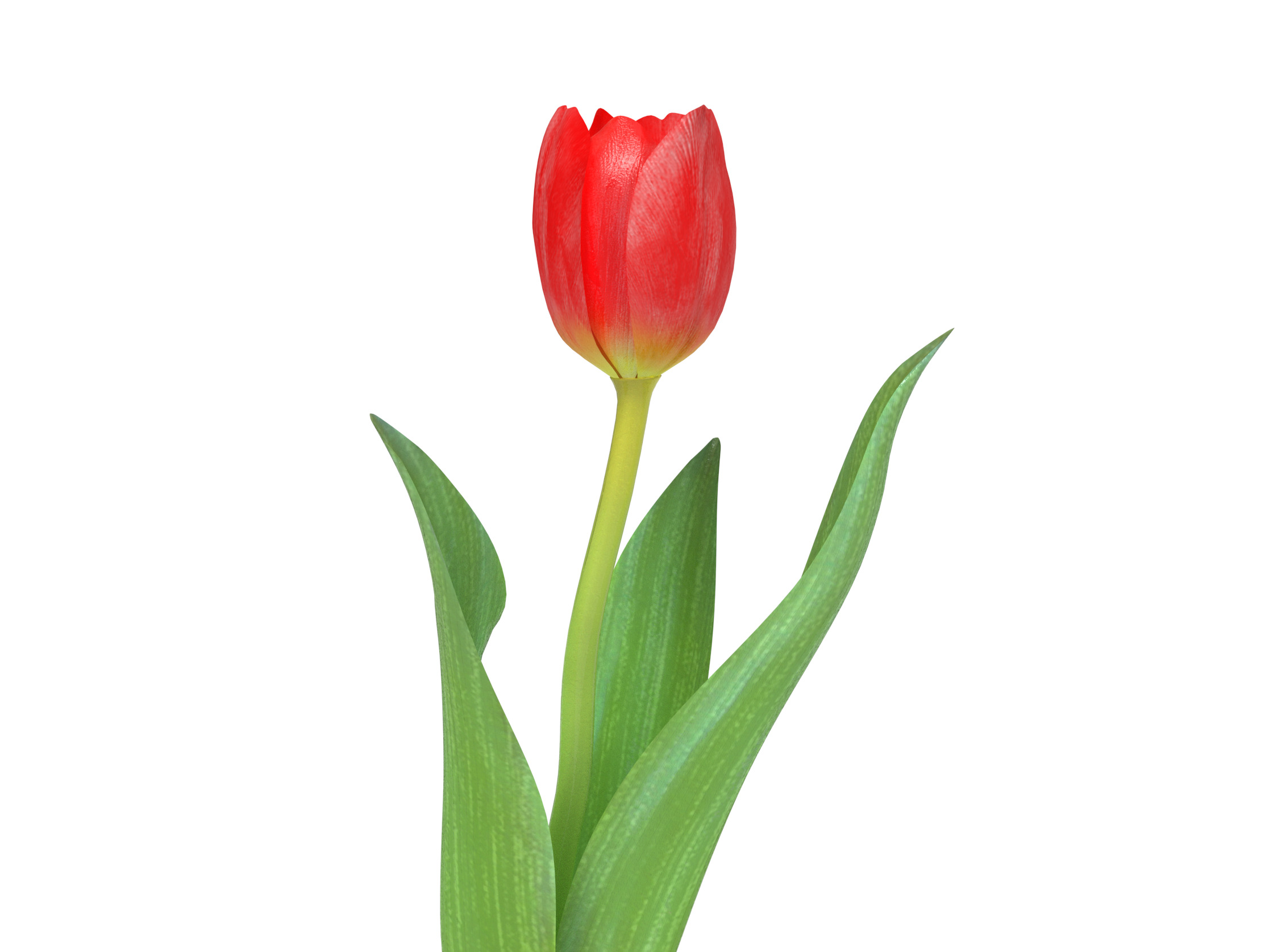 Tulip red 3D model_1