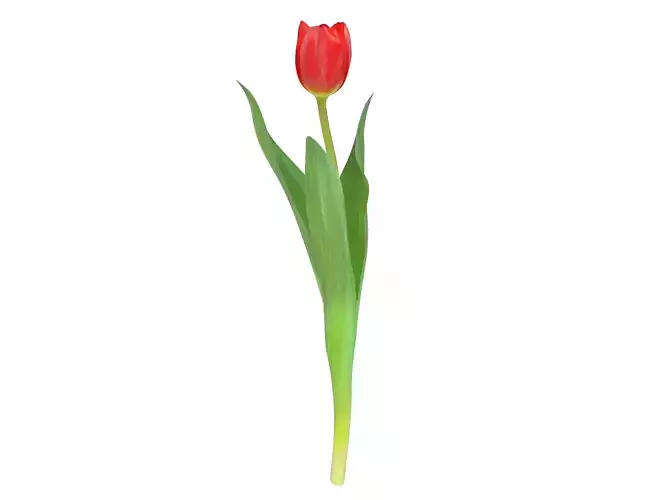 Tulip red