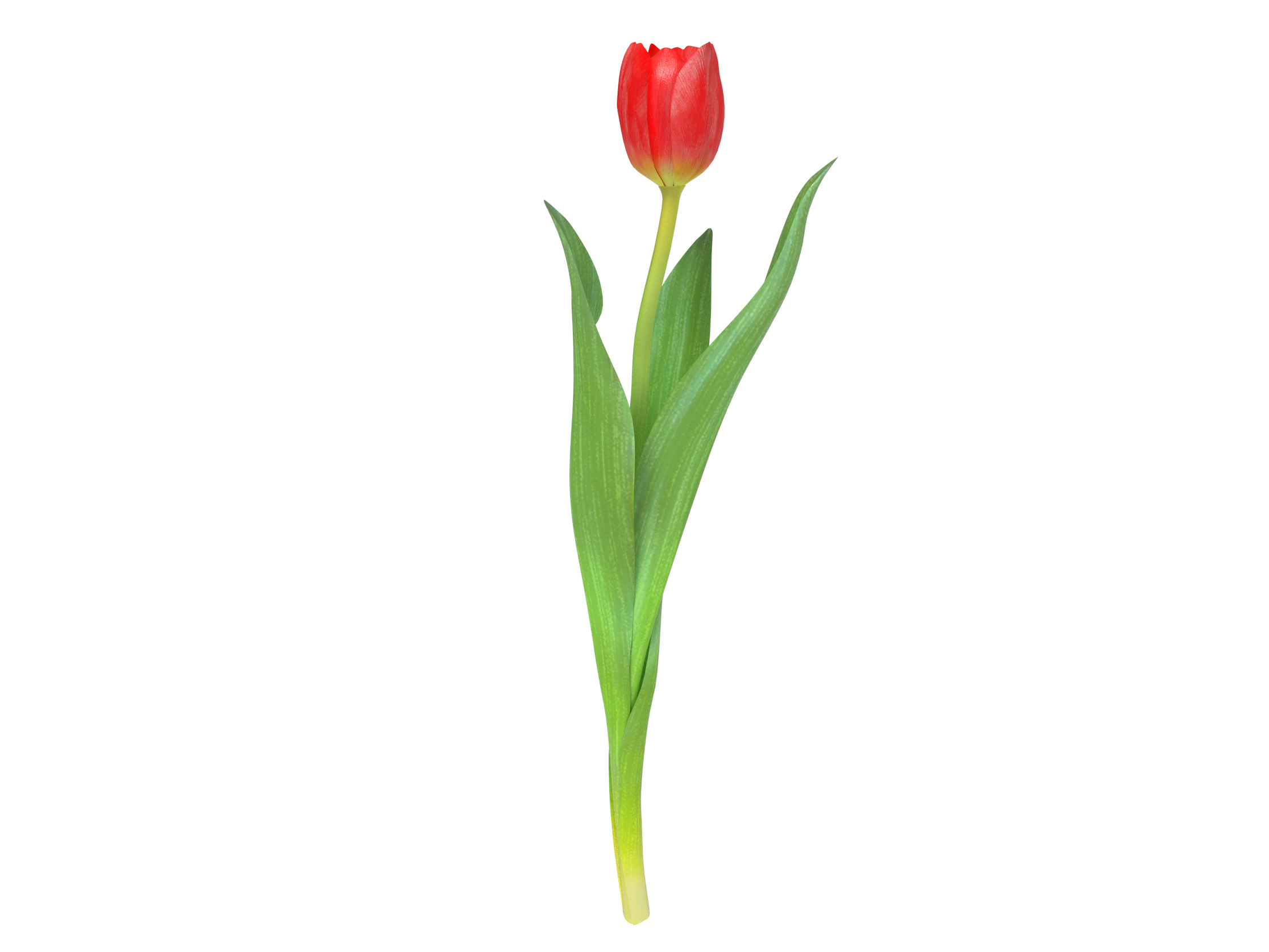 Tulip red 3D model_3