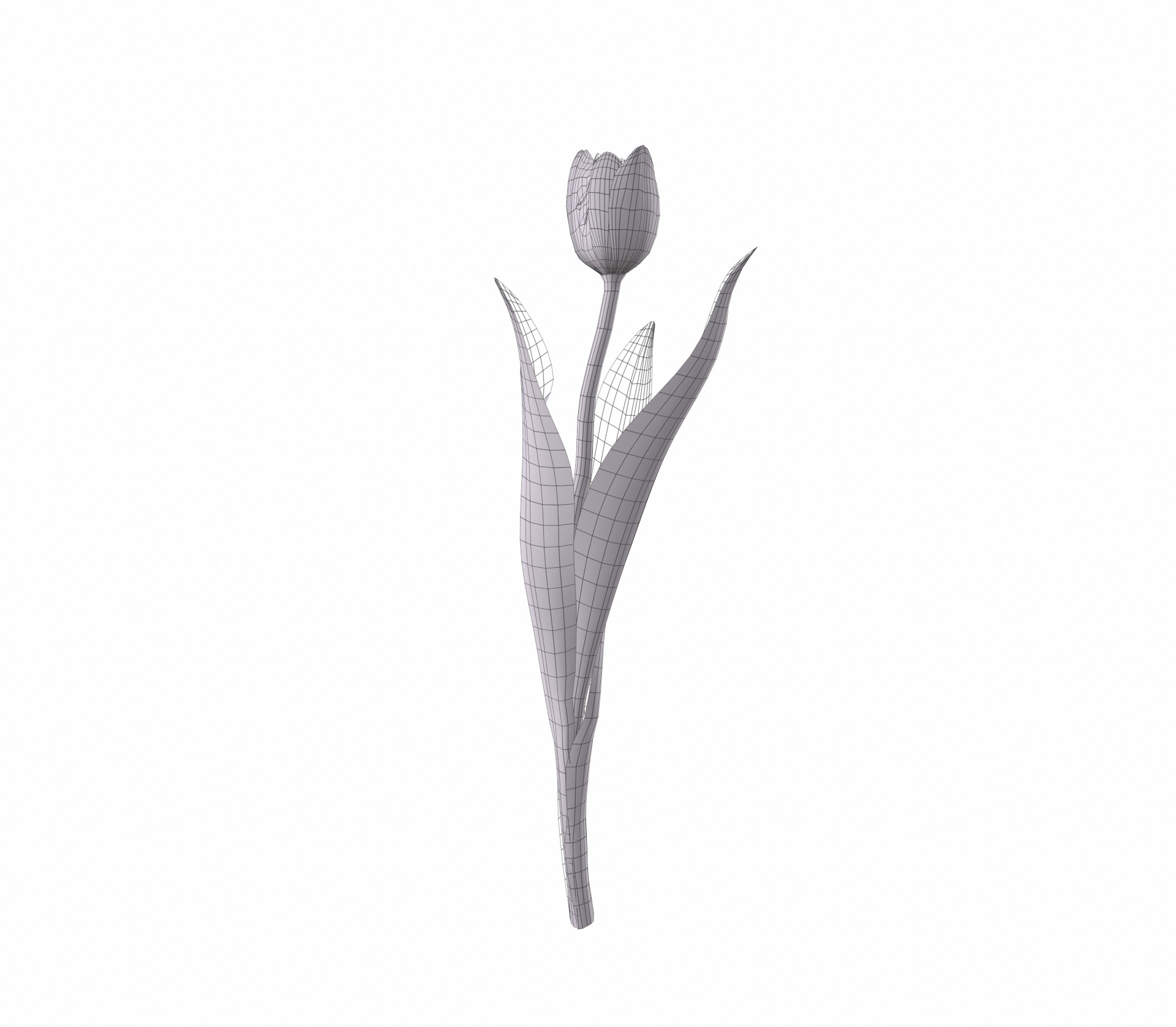 Tulip red 3D model_6
