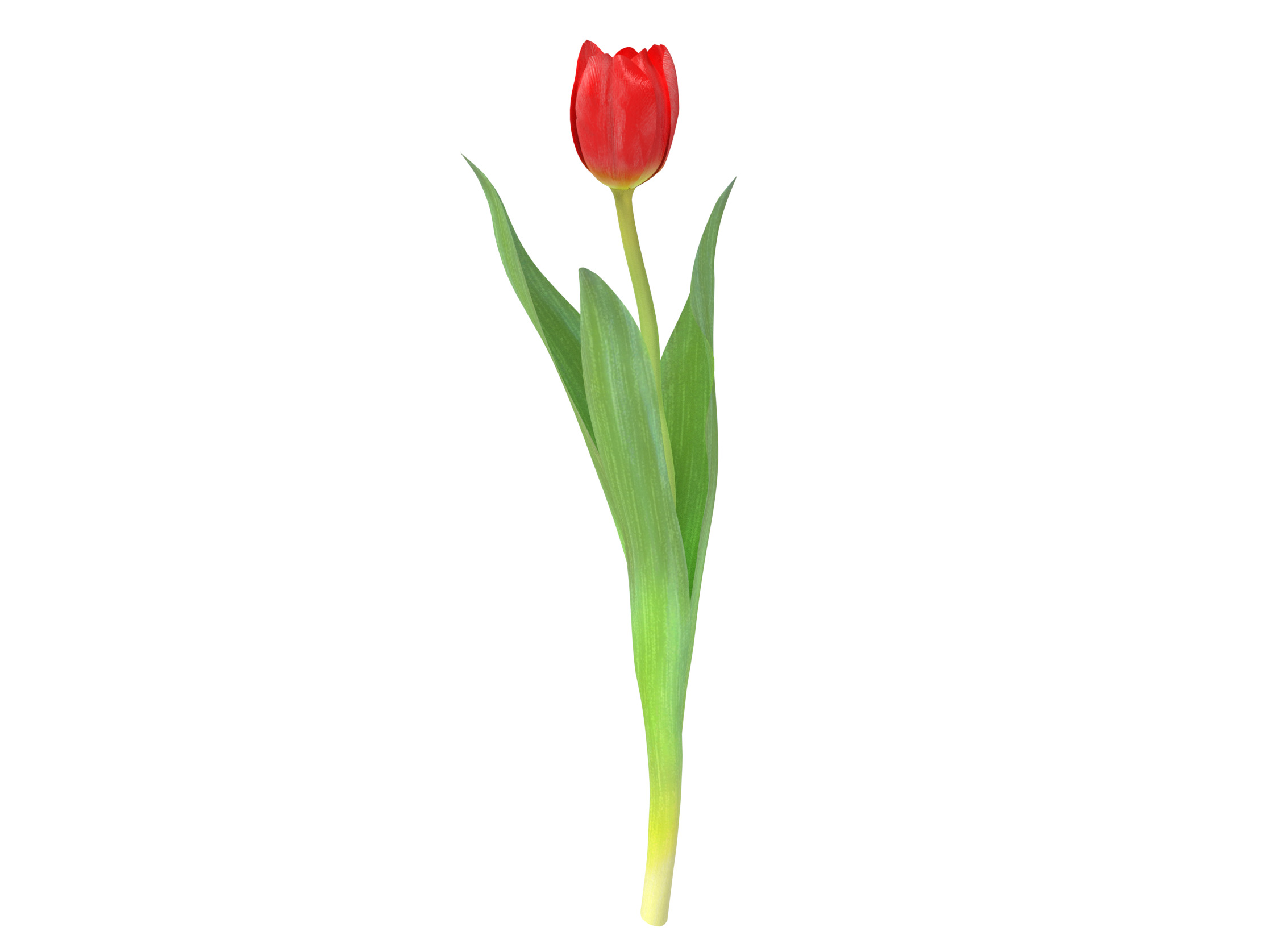 Tulip red 3D model_4