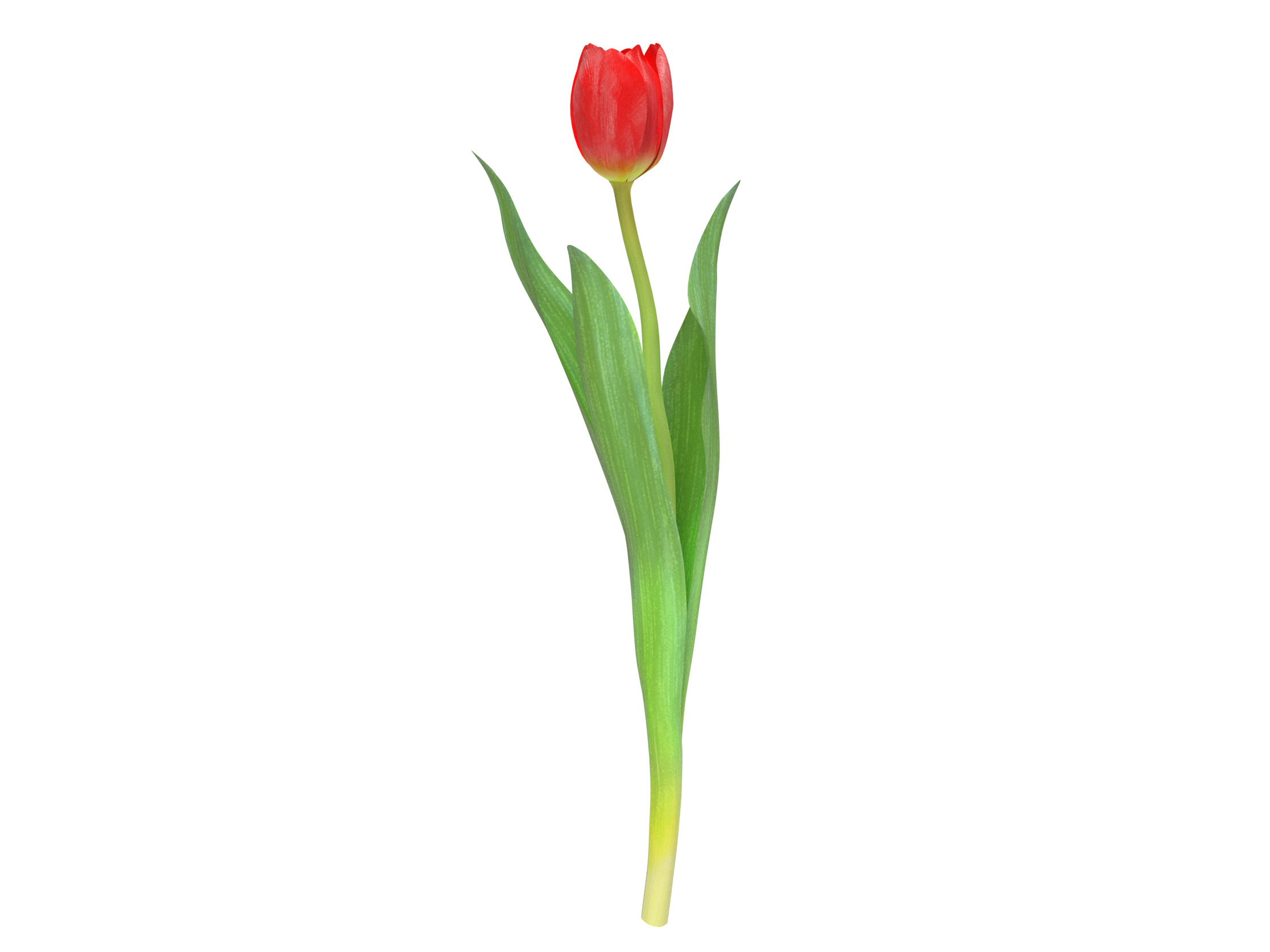Tulip red 3D model_2