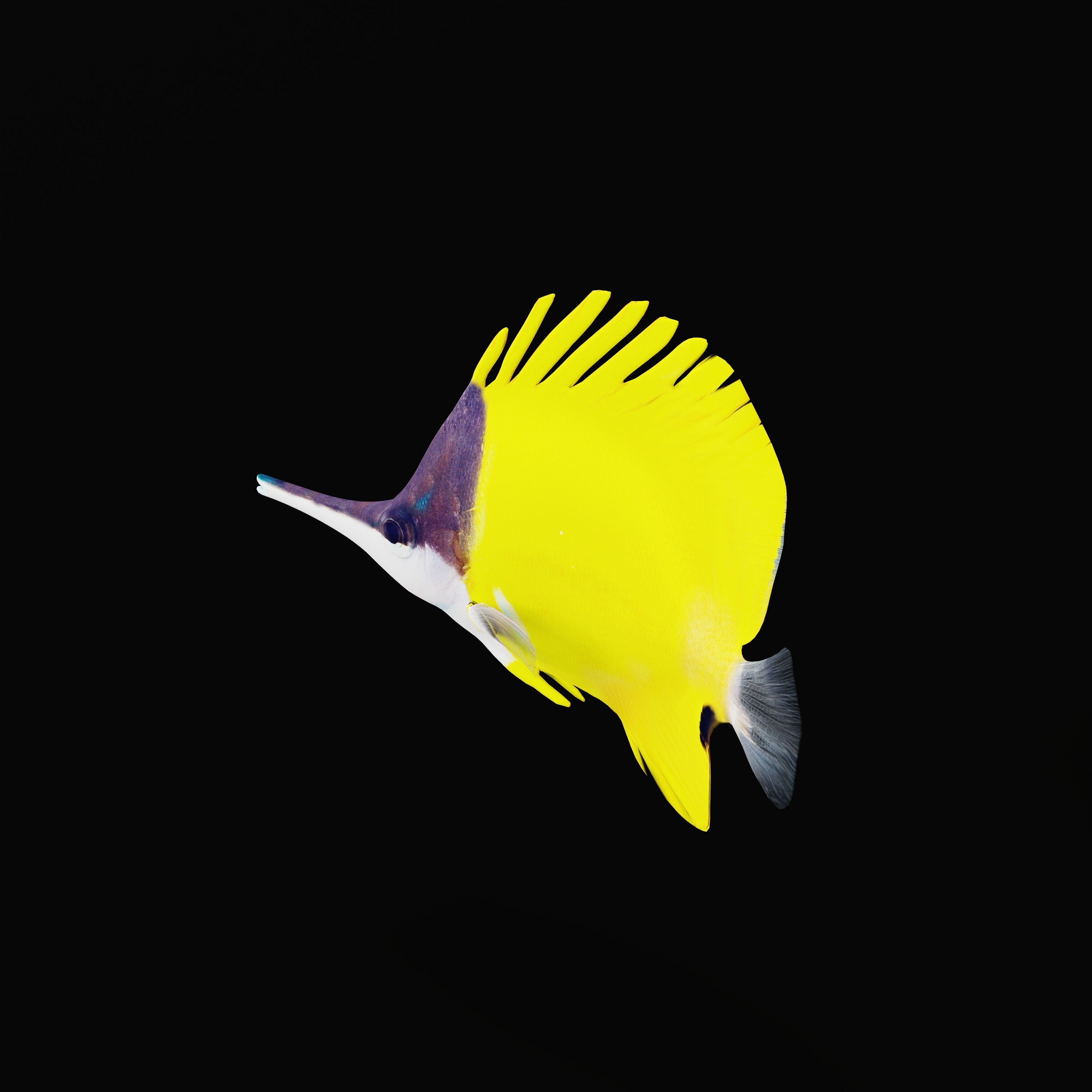 Longnose Butterflyfish Low-poly 3D model_31