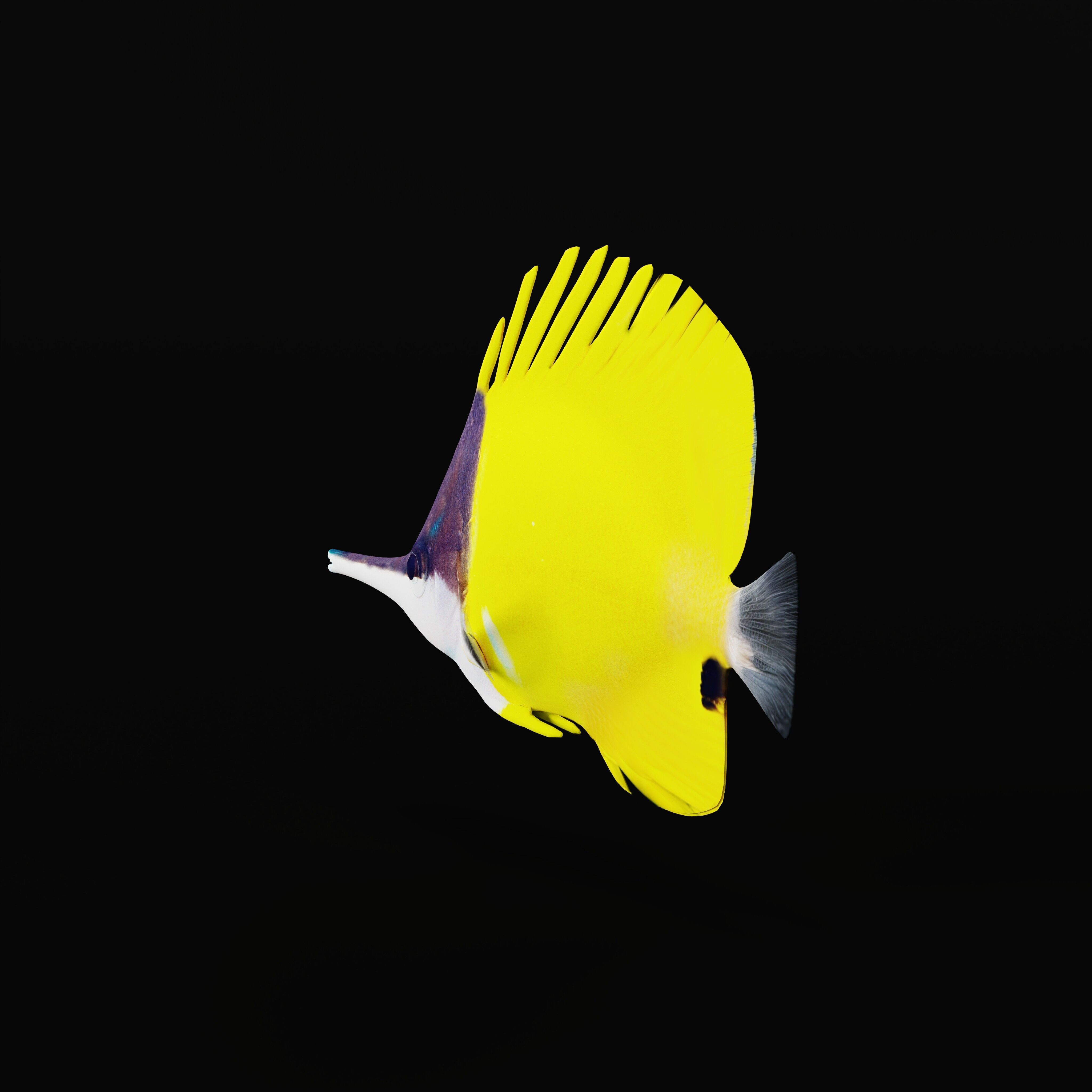 Longnose Butterflyfish Low-poly 3D model_34