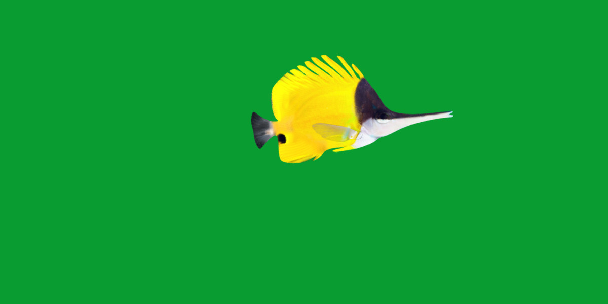 Longnose Butterflyfish Low-poly 3D model_22