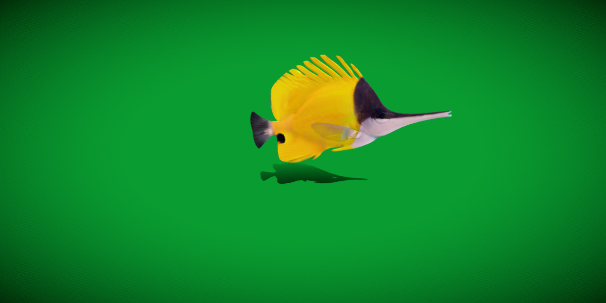 Longnose Butterflyfish Low-poly 3D model_23