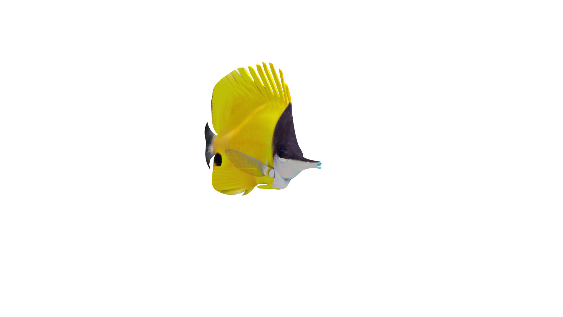 Longnose Butterflyfish Low-poly 3D model_29