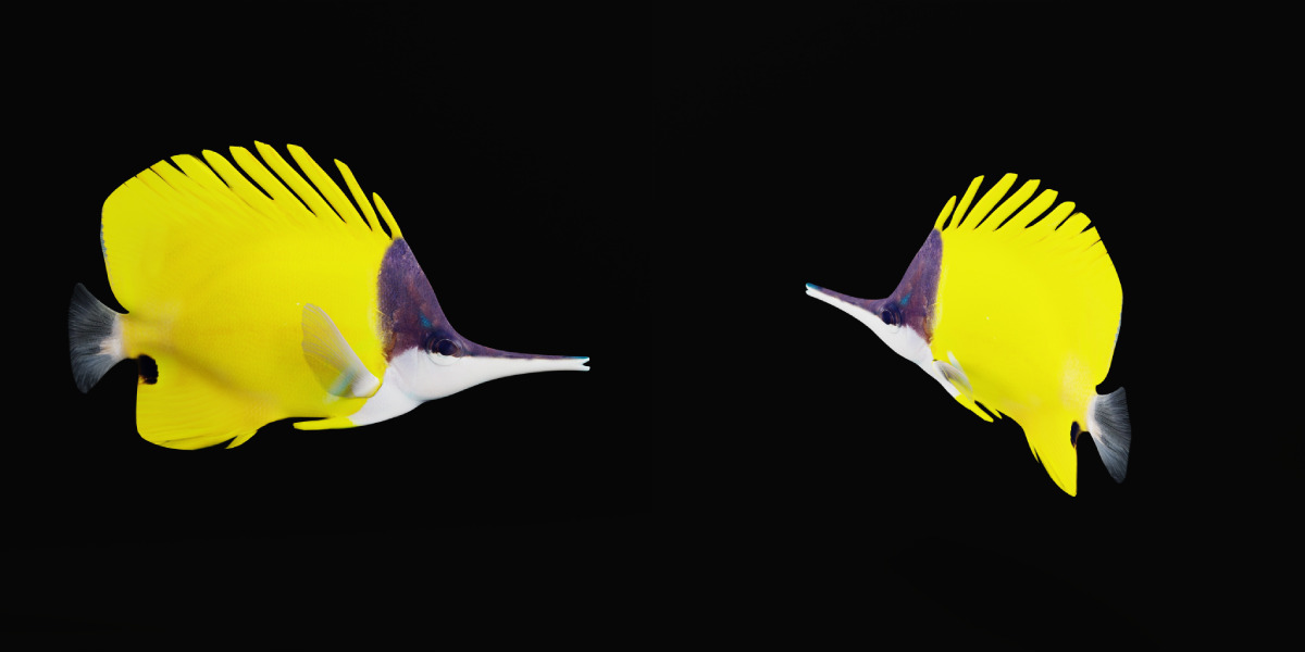 Longnose Butterflyfish Low-poly 3D model_15