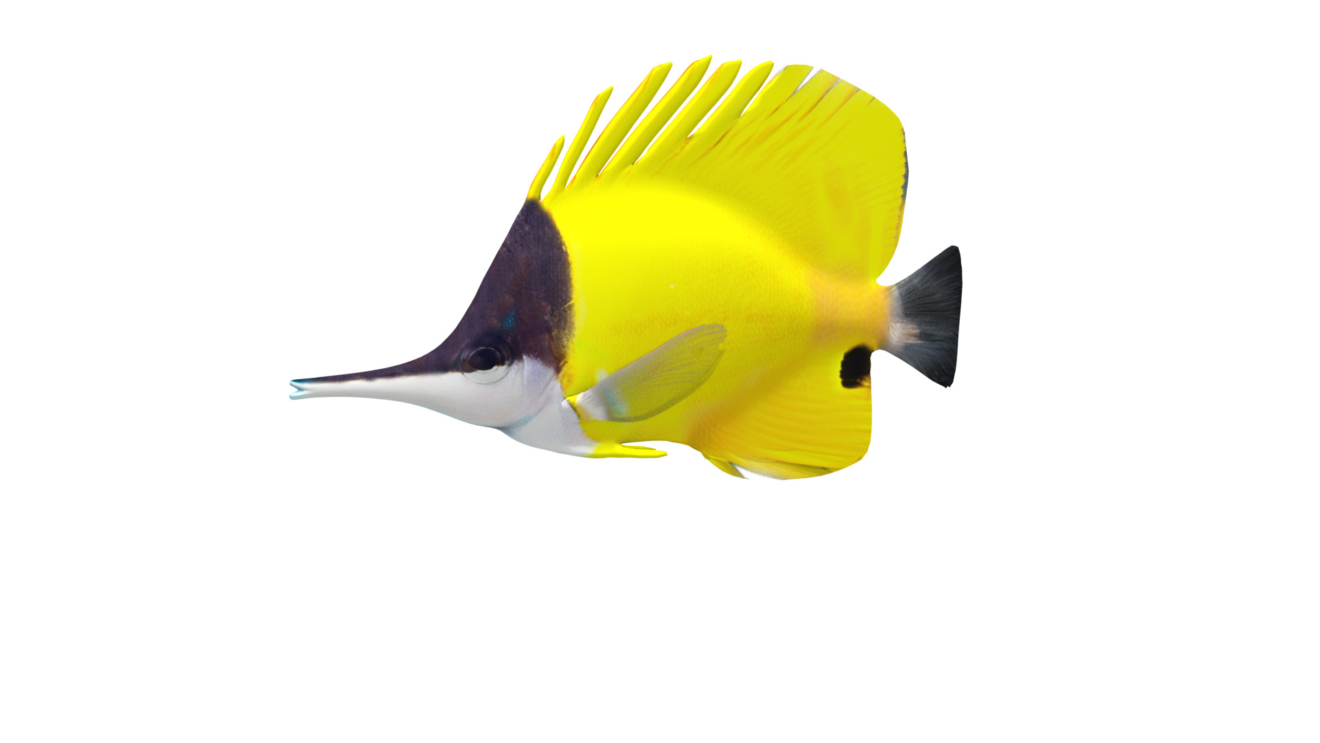 Longnose Butterflyfish Low-poly 3D model_28