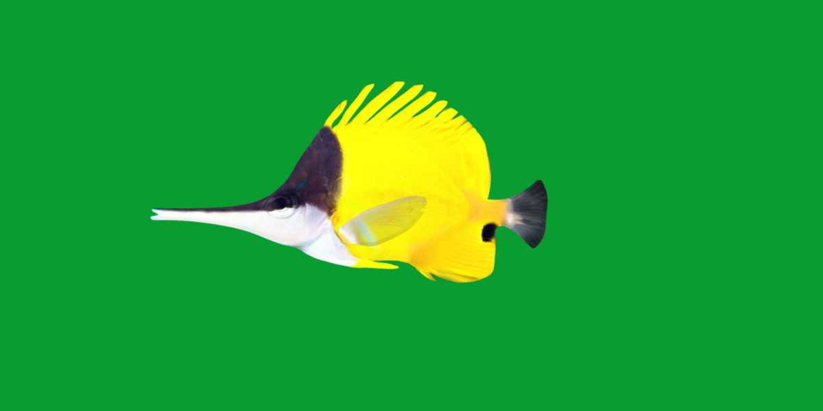 Longnose Butterflyfish Low-poly 3D model_4