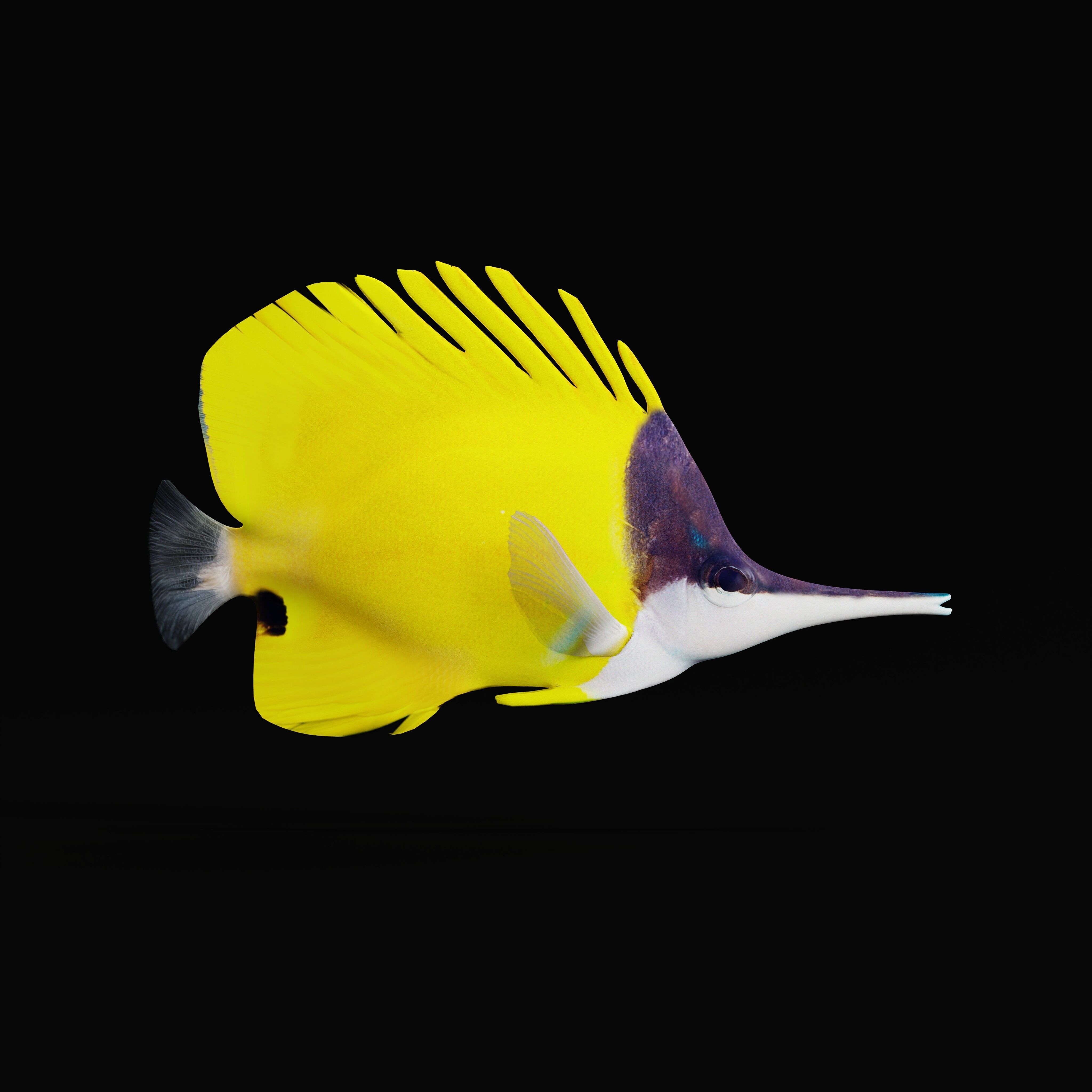 Longnose Butterflyfish Low-poly 3D model_2