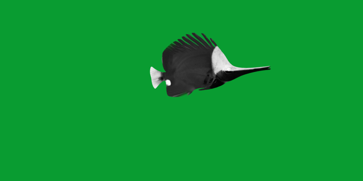 Longnose Butterflyfish Low-poly 3D model_26