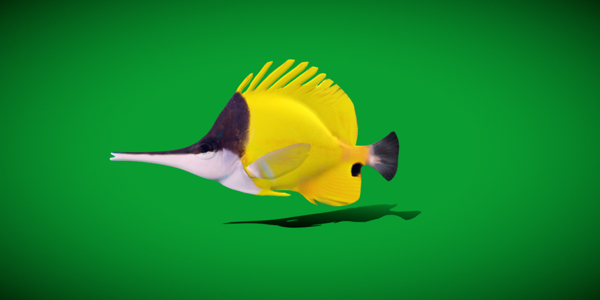 Longnose Butterflyfish Low-poly 3D model_27