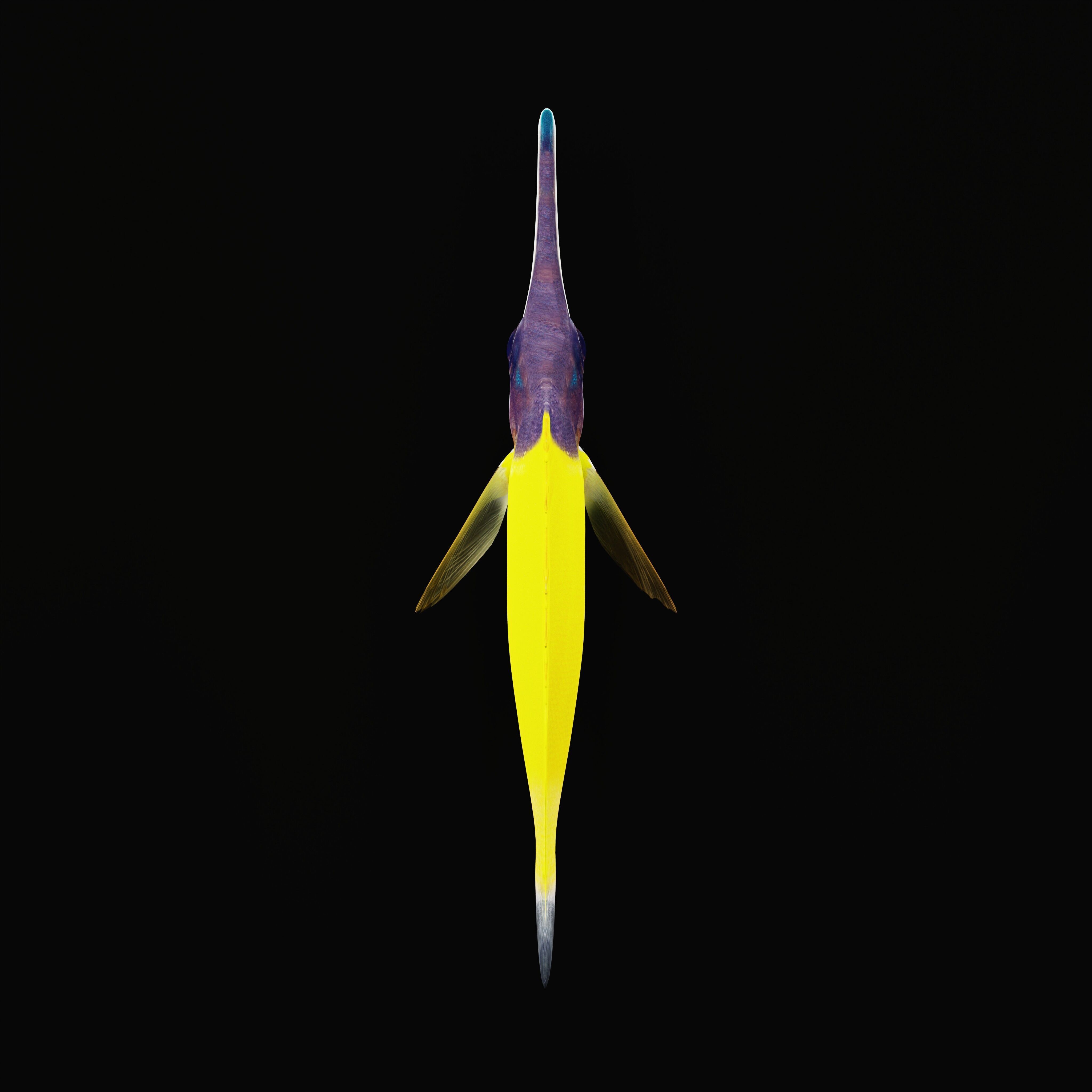 Longnose Butterflyfish Low-poly 3D model_33