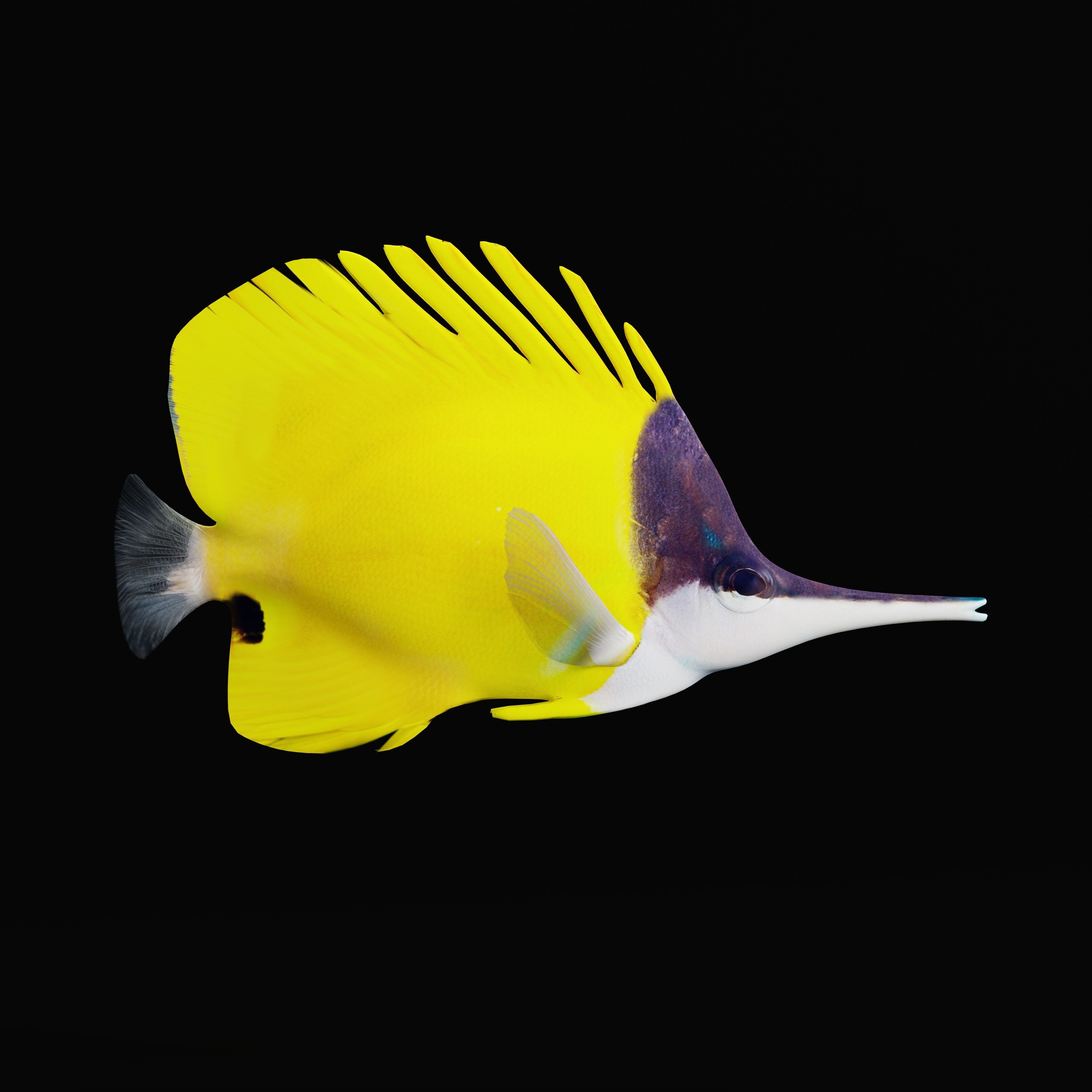 Longnose Butterflyfish Low-poly 3D model_32