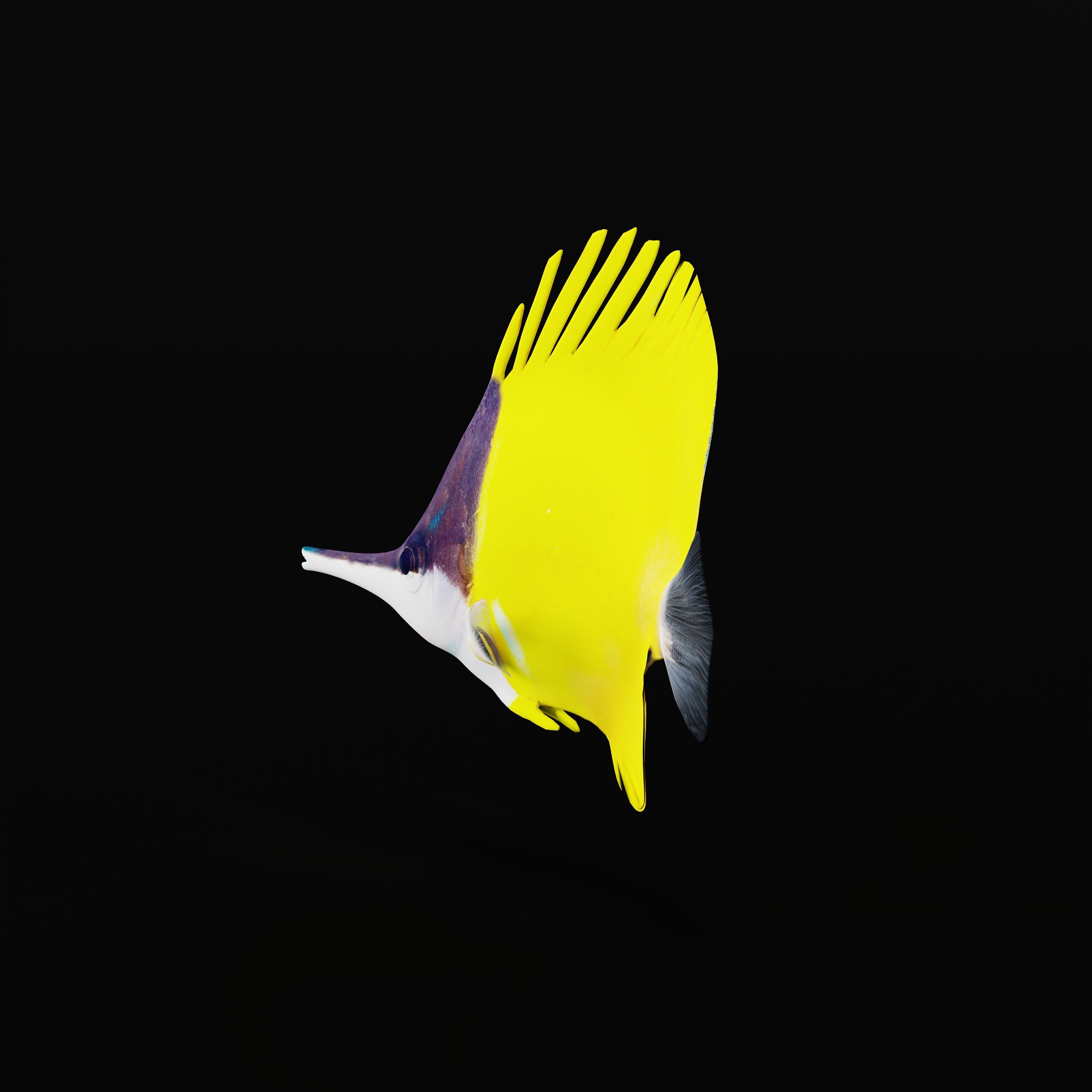 Longnose Butterflyfish Low-poly 3D model_30