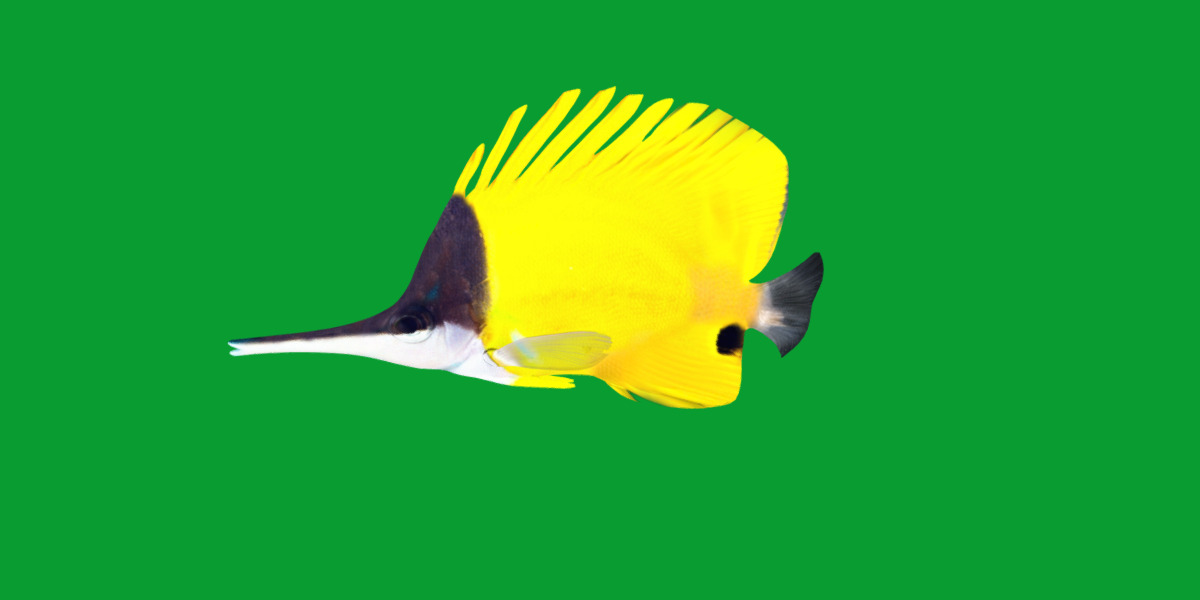 Longnose Butterflyfish Low-poly 3D model_8