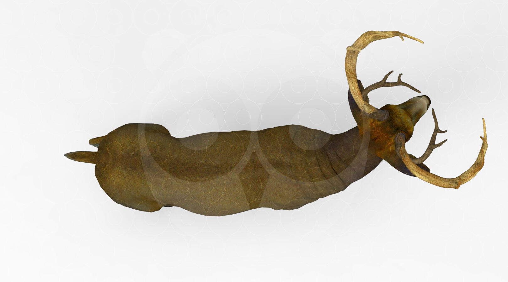 White tailed Deer Low-poly 3D model_3