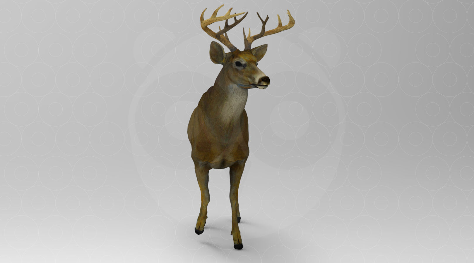 White tailed Deer Low-poly 3D model_1