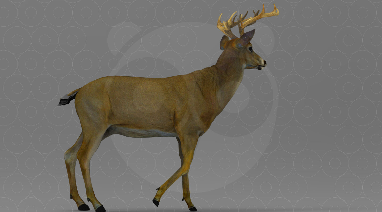 White tailed Deer Low-poly 3D model_6