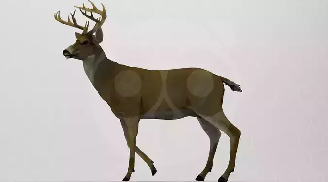 White tailed Deer Low-poly 3D model White tailed Deer Low-poly 3D model