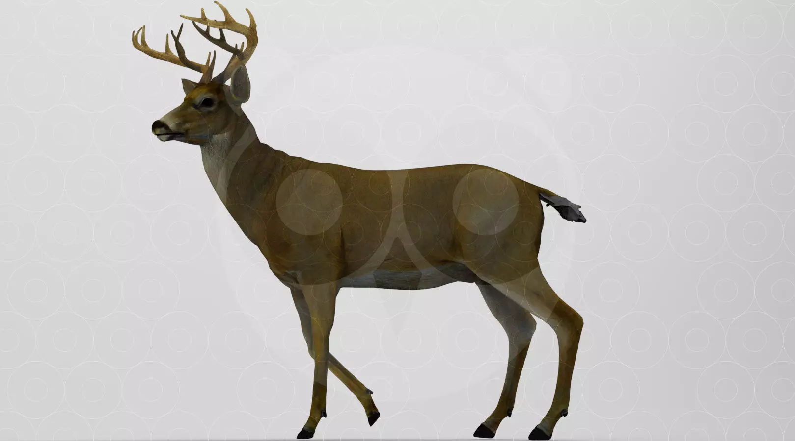 White tailed Deer Low-poly 3D model_0