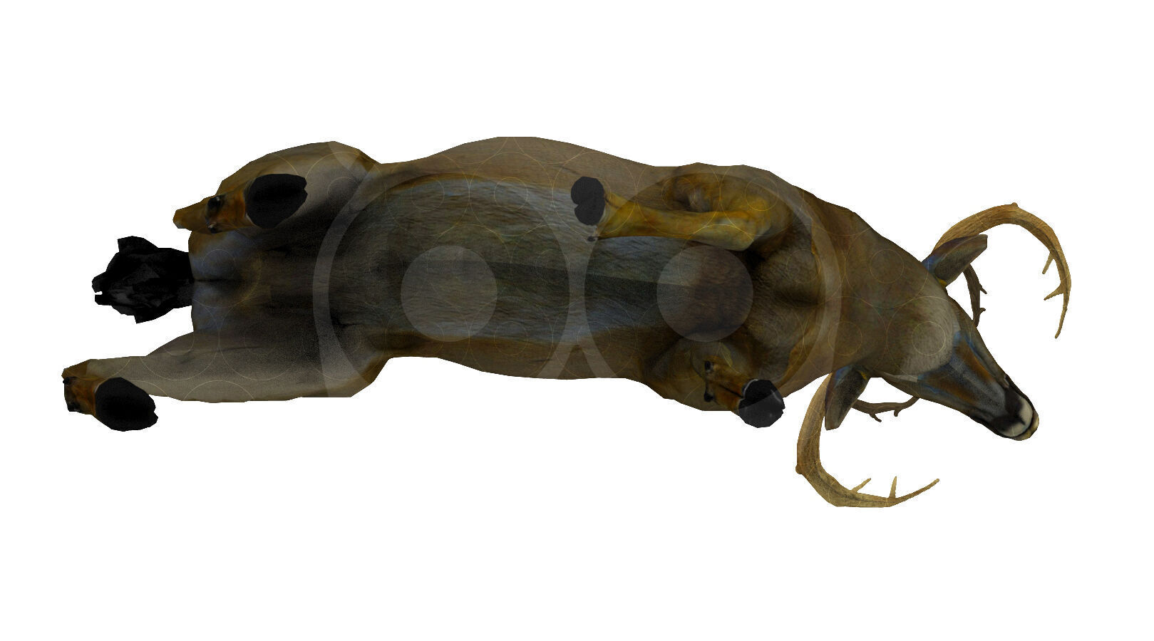 White tailed Deer Low-poly 3D model_2