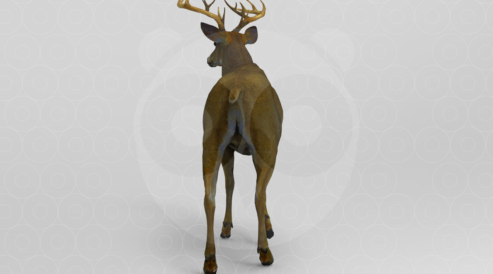 White tailed Deer Low-poly 3D model_5