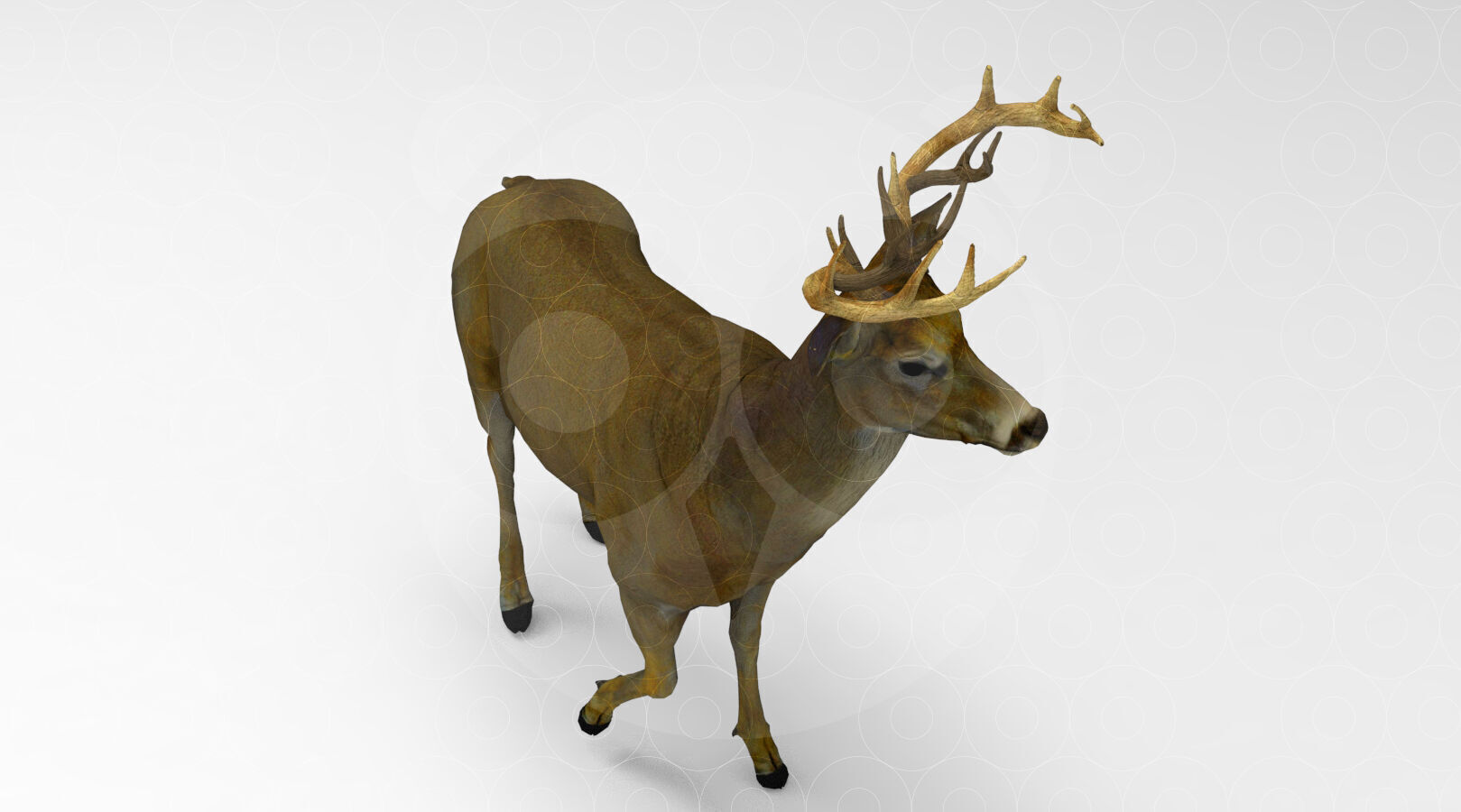 White tailed Deer Low-poly 3D model_4