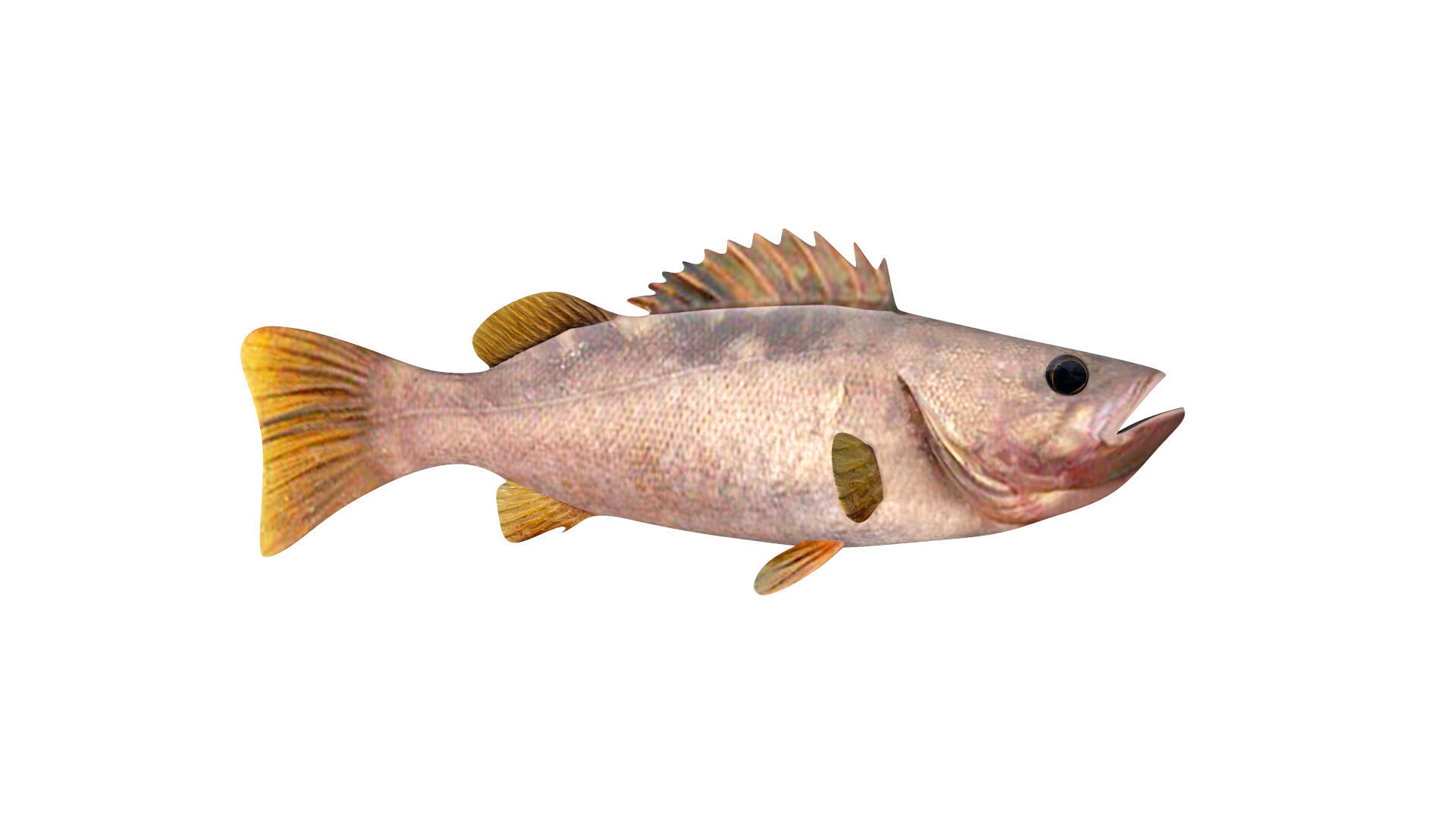 Low-Poly Olive Rockfish Animated Low-poly 3D model_4