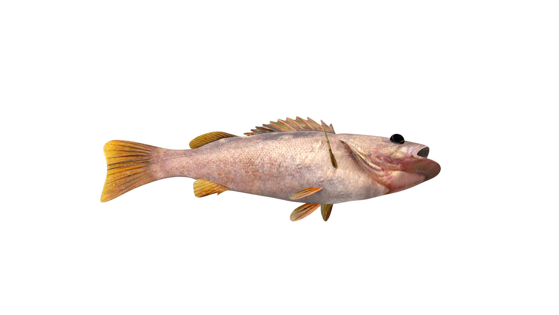 Low-Poly Olive Rockfish Animated Low-poly 3D model_8