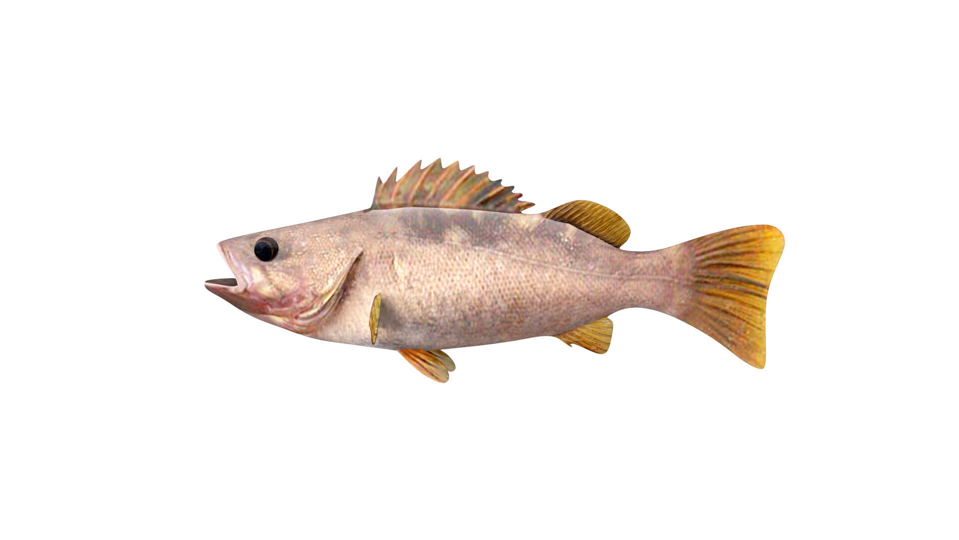 Low-Poly Olive Rockfish Animated Low-poly 3D model_1
