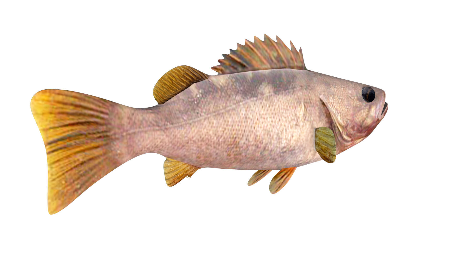 Low-Poly Olive Rockfish Animated Low-poly 3D model_6