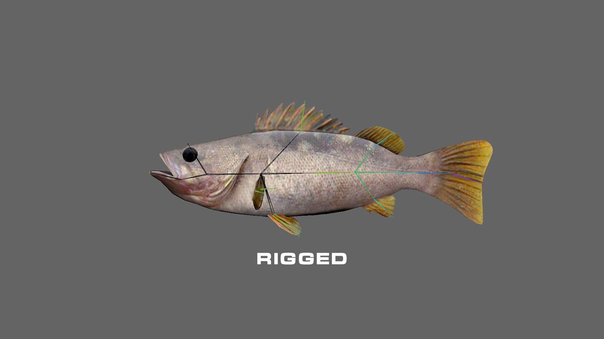 Low-Poly Olive Rockfish Animated Low-poly 3D model_3