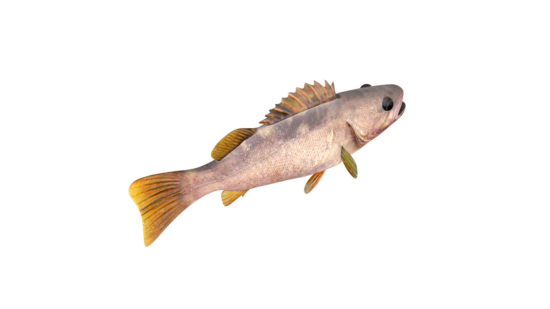 Low-Poly Olive Rockfish Animated Low-poly 3D model_5