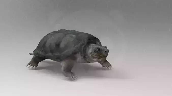 Turtle 3D model