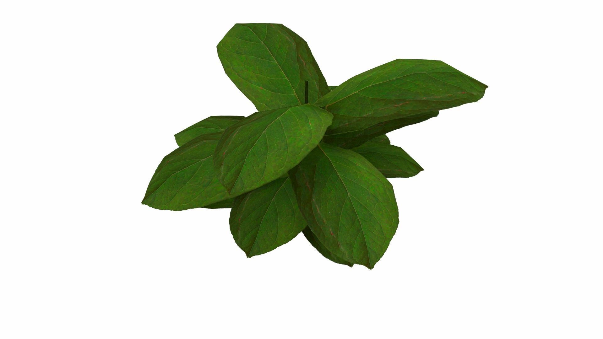 Ground Plant Low-poly 3D model_6