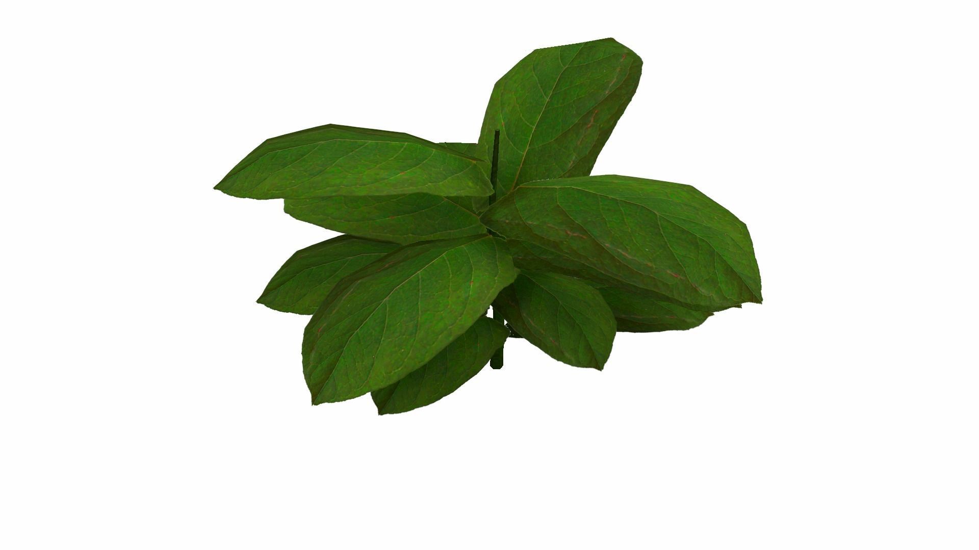 Ground Plant Low-poly 3D model_23