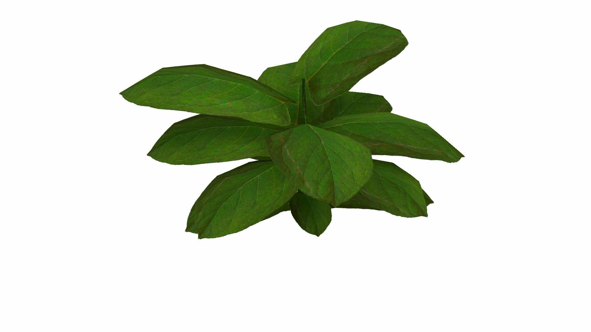 Ground Plant Low-poly 3D model_15